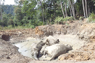 7 jumbos die in mud pool